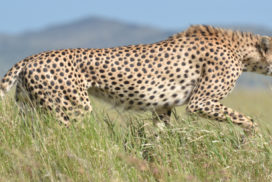 The Cheetah’s Camping (Budget Camping) Manyara-Ngorongoro-Serengeti-Tarangire 6 nights 7days Africa safari