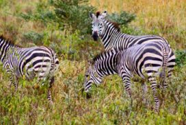 Arusha national park day trip Africa Safari