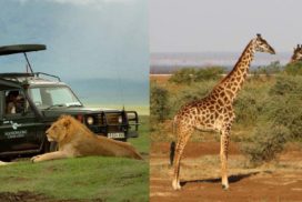 Ngorongoro-Manyara 2 Nights 3 Days Africa Safari