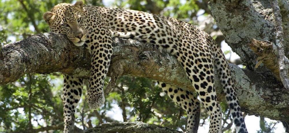 Selous Game Reserve (By Air) 3 nights 4 days Africa safari