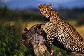 Manyara-Serengeti-Ngorongoro-Tarangire 5 Days 4 Nights Africa Safari