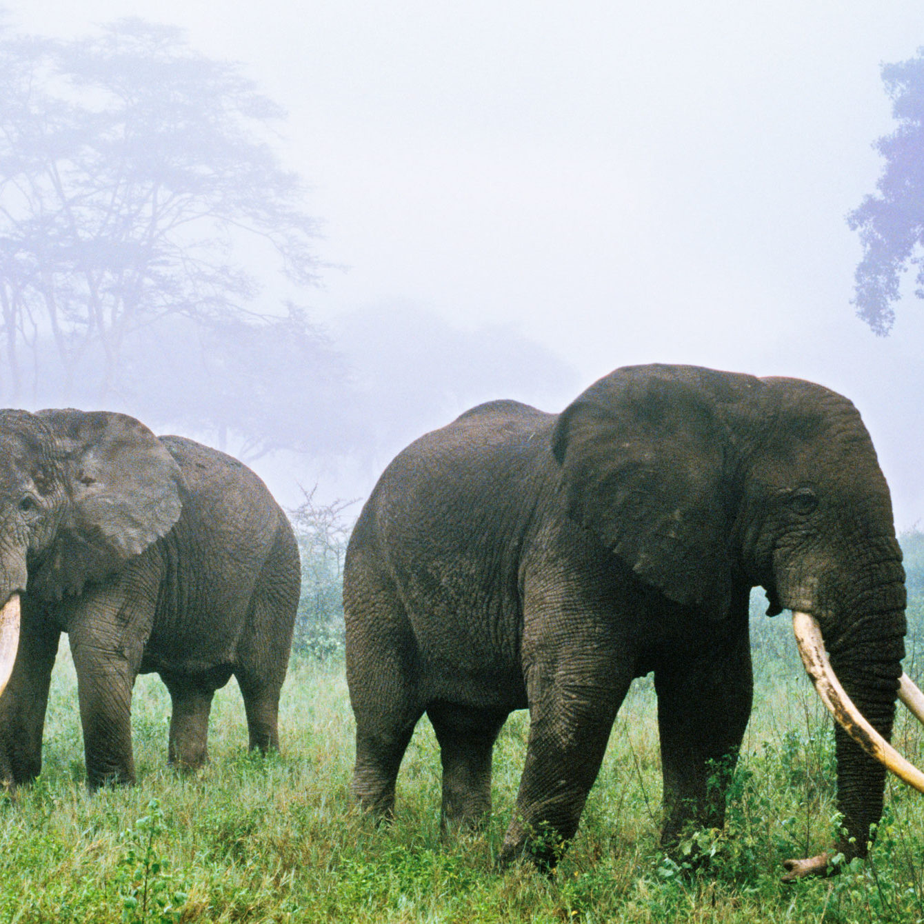 African elephant bulls in mist, Loxodonta africana, Ngorongoro Conservation Area, Tanzania