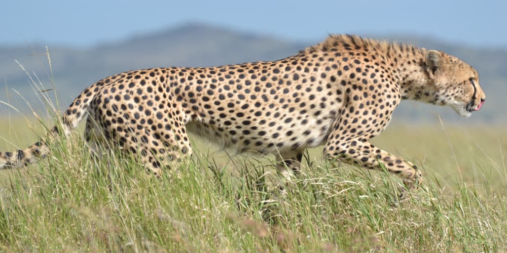 The Cheetah Camping Budget Camping 6 nights 7 days Manyara Ngorongoro Serengeti Tarangire