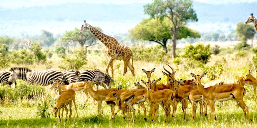Mikumi National Park 1 night 2 days