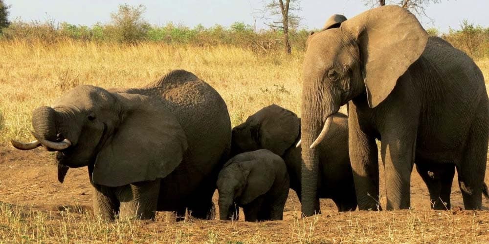 Tarangire Ngorongoro Serengeti Manyara 7nights 8Days
