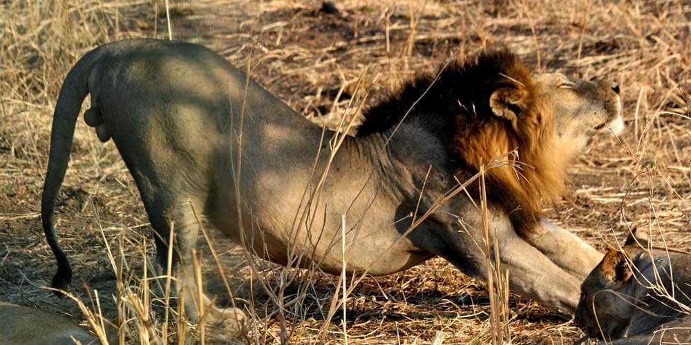 mikumi national park 2 days safari for school holiday
