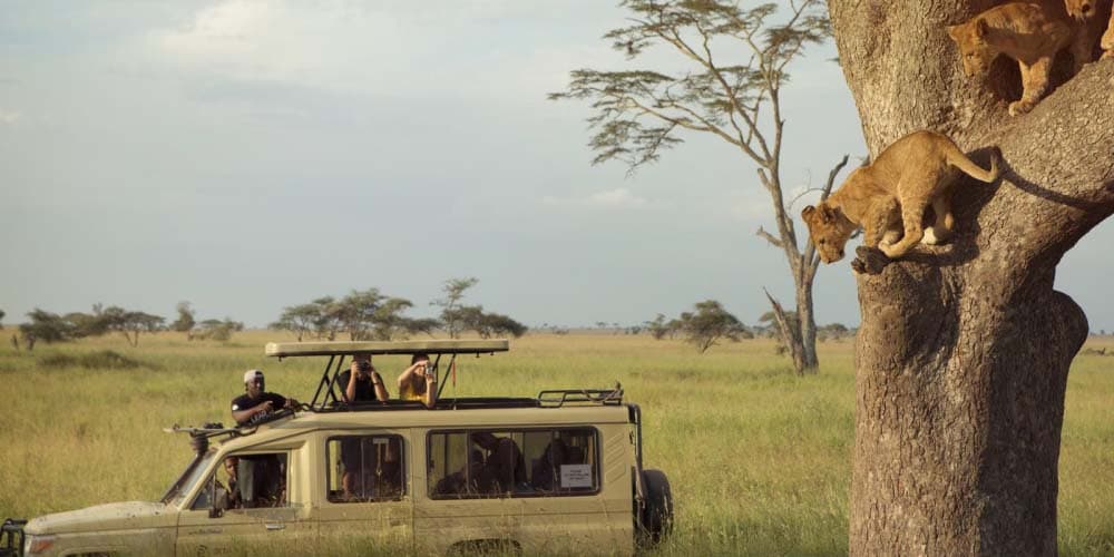safari car and lion at Ngorongoro lobo and serengeti