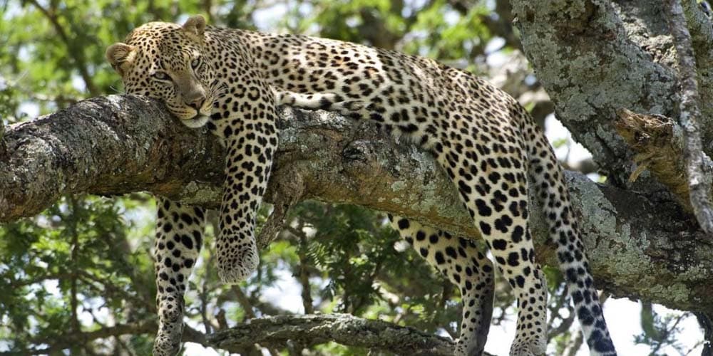 Selous Game Reserve By air 3 nights 4 days