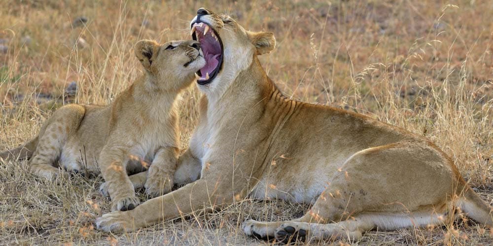 Serengeti budget safari camping
