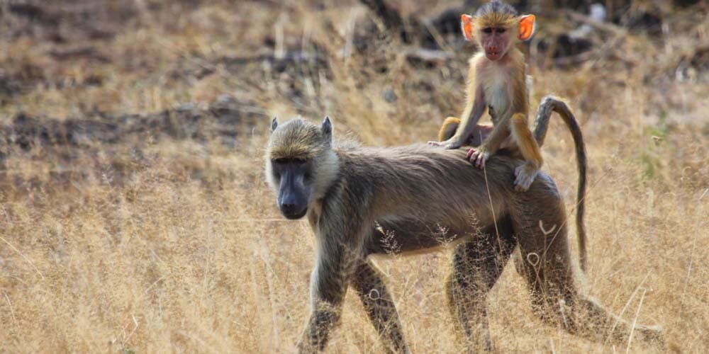 Selous Game Reserve By Road 3 nights 4 days