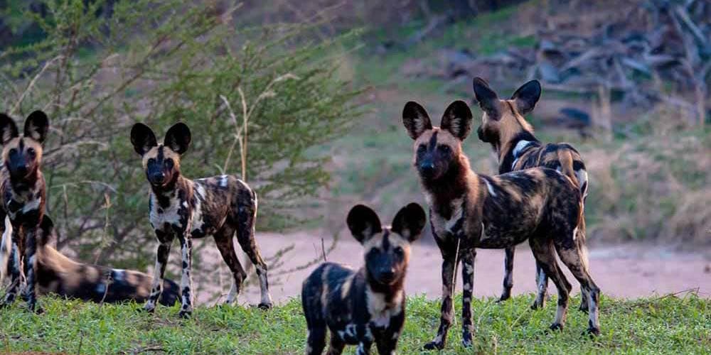 Ruaha National Park Mikumi National Park 4 nights 5 days