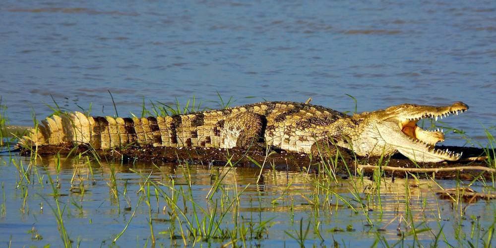 Selous Ruaha Mikumi By Road 8 nights 9 days