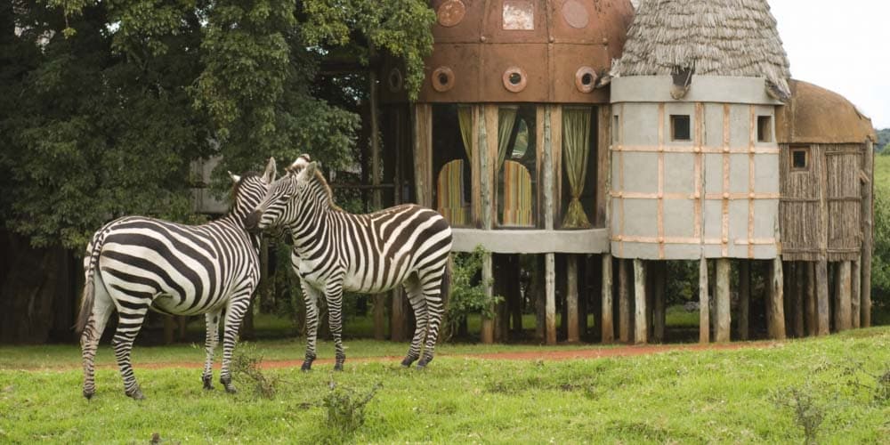 Zebra in camping safari in africa