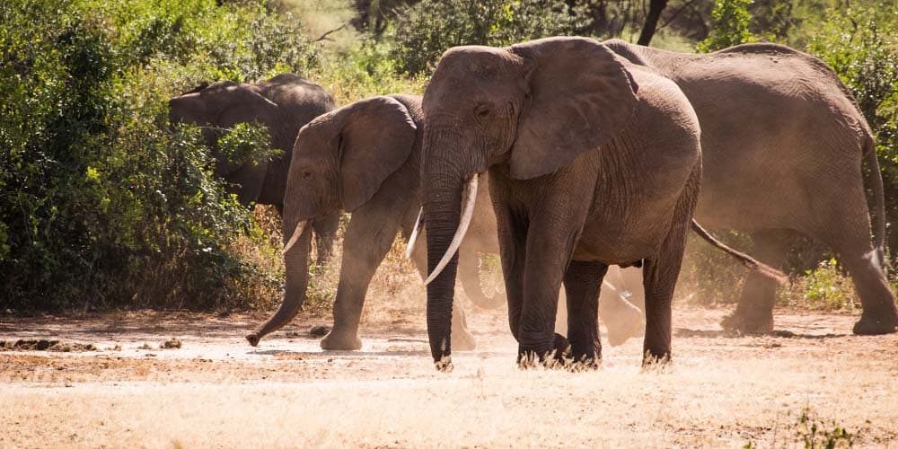 Elephants in Manyara