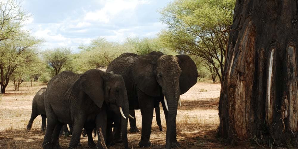 Elephants in Serengeti and Ngorongoro
