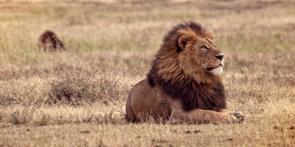Ngorongoro serengeti and lake manyara safari