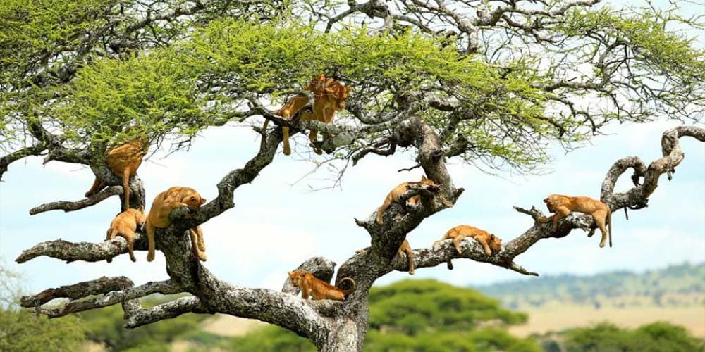 The Maasai Camping Mobile Standard Camping 6 nights 7 days Manyara Serengeti Ngorongoro