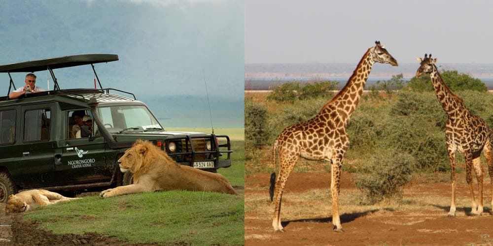 safari car beside lions in Ngorongoro and Giraffe in Lake manyara