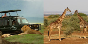 Ngorongoro Manyara 2 Nights 3 Days Africa Vacation Safari package tour