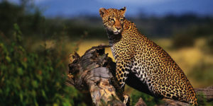 tanzania wildlife lodge safari serengeti ngorongoro manyara tarangire