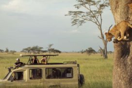 Ngorongoro-Lobo-Serengeti-Ndutu-Manyara 6 Days 5 Nights Africa Safari